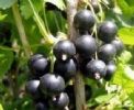 Ribes Nigrum(Black Currant Anthocyanin)